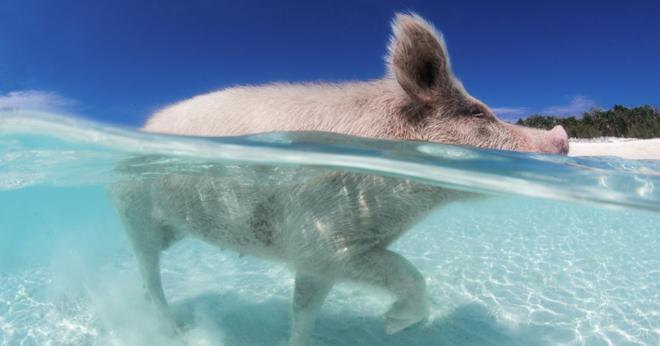 Pig Island Bahamas Tour. take a day trip to Bahamas with Bahamas Air Tours and discover the swimming pigs Bahamas tour. The Exuma pigs tour is one of the best things to do in Bahamas.