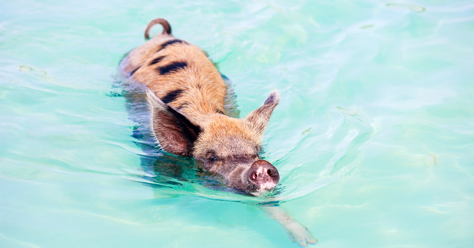 Swimming with Pigs Excursion Bahamas Tour Take our unique Exuma Pigs Tour from Florida to Bahamas. Island hop Bahamas with Bahamas Air Tours and discover the Exuma Pigs on the Pig Island Bahamas Tour.