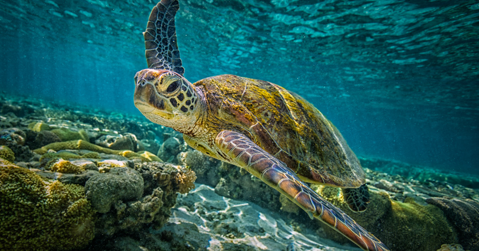 Bahamas Snorkeling locations; Swim with turtles in the Abacos on a Bahamas Day Trip to Green Turtle Cay with Bahamas Air Tours.
