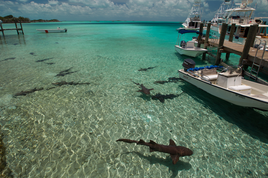 Staniel Cay Yacht Club Bahamas marina where you can find nurse sharks swimming in the water around Staniel Cay Bahamas. Take a Staniel Cay Day Trip with Bahamas Air Tours from Florida by plane.