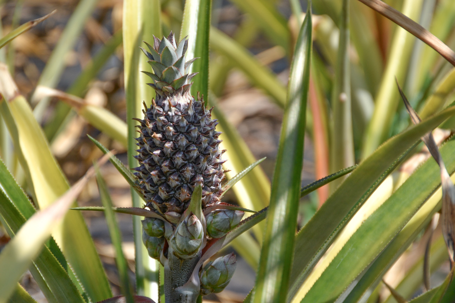 Gregory Town Bahamas Pineapple fields on Eleuthera Bahamas. Explore Eleuthera Island on a Bahamas Island hopping tour or unique one day trip to bahamas from Miami.