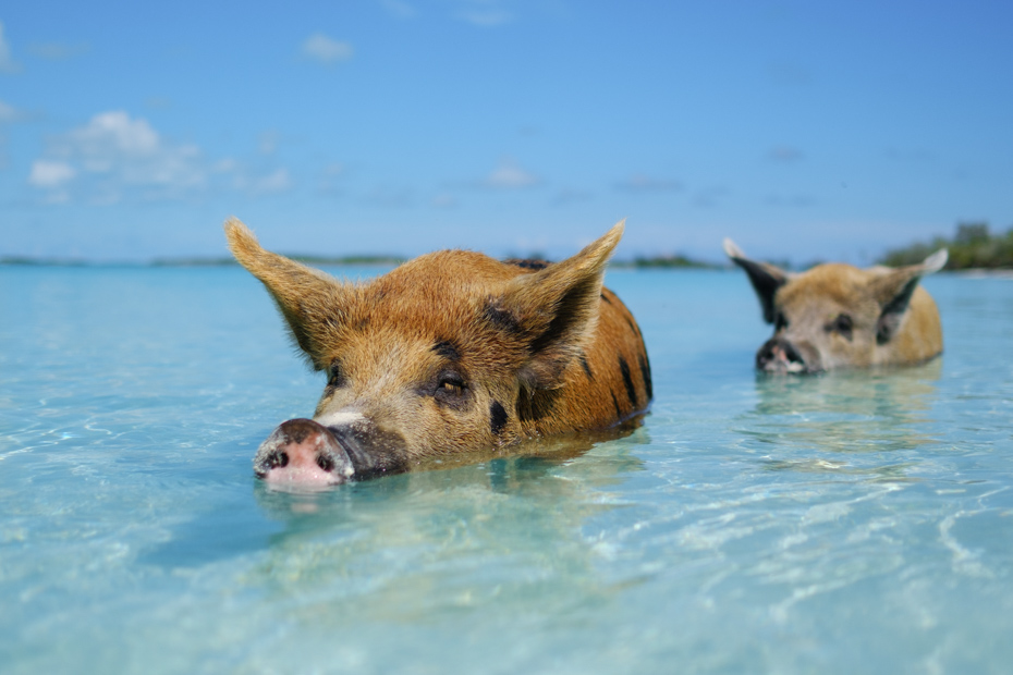 Exuma Pigs Bahamas at Staniel Cay. Visit the famous Staniel Cay Pigs (Swimming Pigs) on a Bahamas Day Trip with Bahamas Air Tours