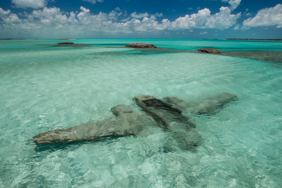 Staniel Cay Bahamas Plane Wreck underwater. Snorkel to the plane wreck on a Bahamas Day Trip with Bahamas Air Tours and visit the Staniel Cay Pigs and Exuma Pigs.