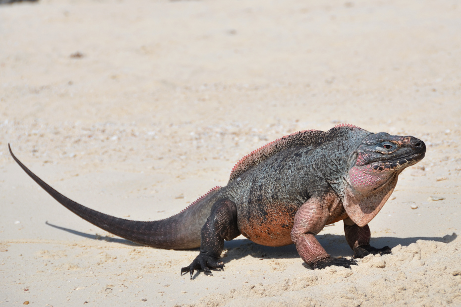 Staniel Cay Bahamas Iguana in Exuma Cays Land and Sea Park. Bahamas. Take the Staniel Cay Day Trip with Bahamas Air Tours by Plane from Florida to Bahamas.