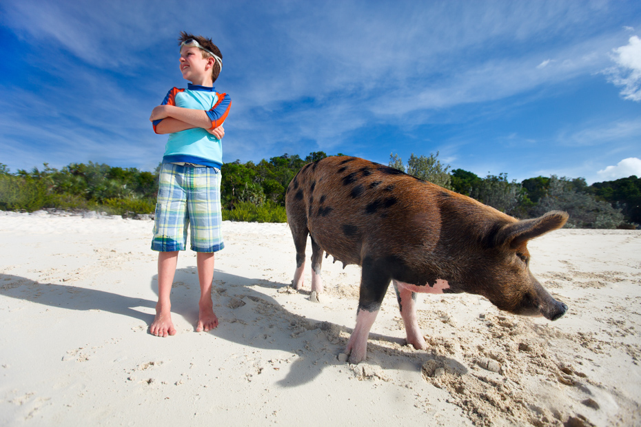 Staniel Cay Day Trip Swimming Pigs with Bahamas Day Trip from Bahamas Air Tours