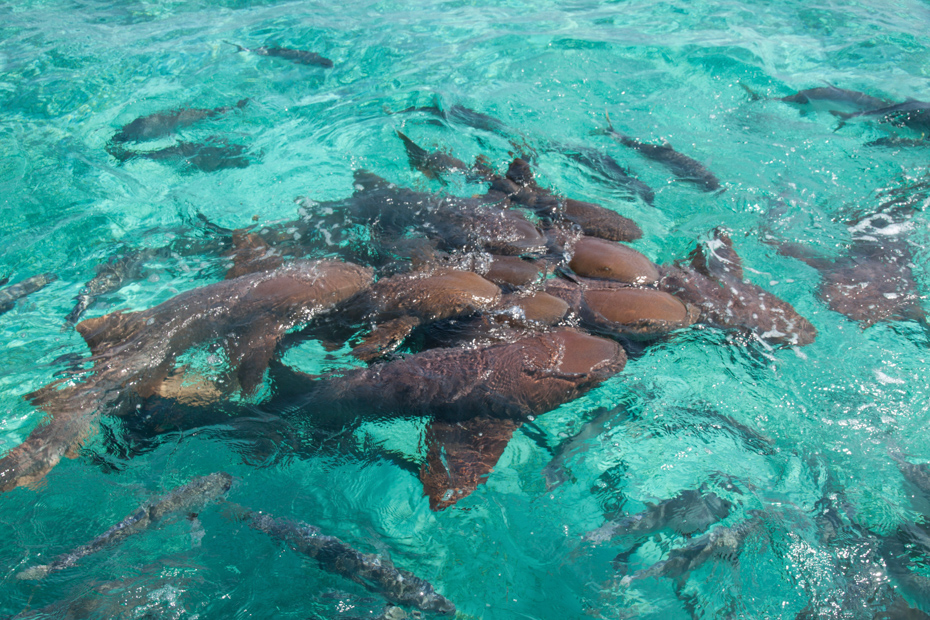 Staniel Cay Day Trip to Bahamas swim with a group of nurse sharks and visit the staniel cay piugs and exuma pigs.