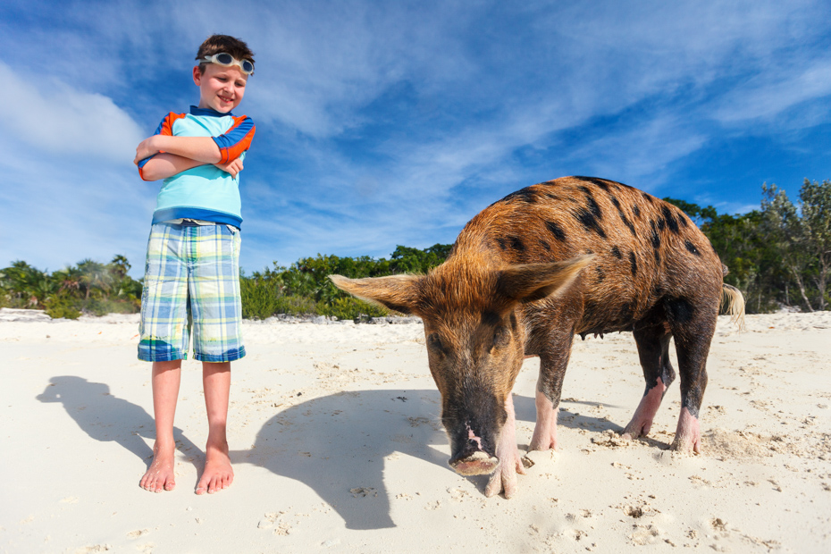 Staniel Cay Pigs Bahamas on Pig Beach, Big Major Cay. Take a Day Trip to Bahamas with Bahamas Air Tours from Florida.