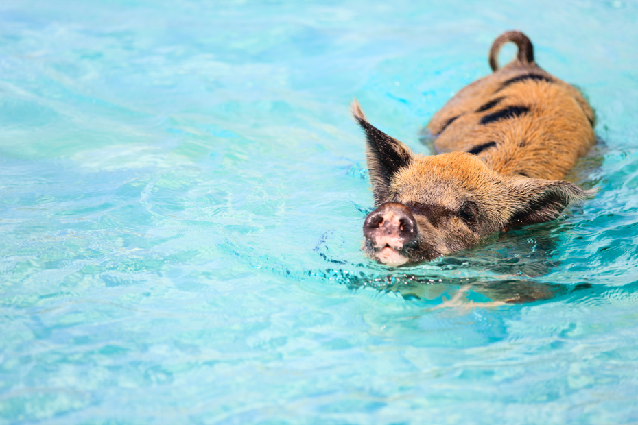 Pig Beach Bahamas Swimming Pigs on a Day Trip to Bahamas with Bahamas Air Tours