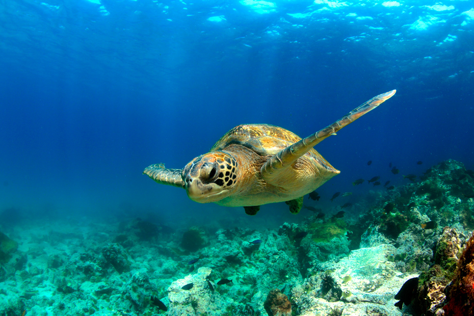 Treasure cay Abaco Bahamas Green sea turtle swimming underwater in lagoon