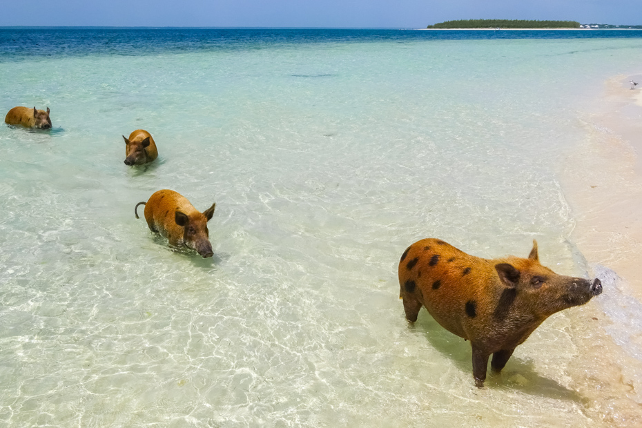 Treasure Cay Bahamas Swimming Pigs tours to the Beautiful Pig Beach, Bahamas in the summertime. Pig Beach is located in the Abaco Islands.