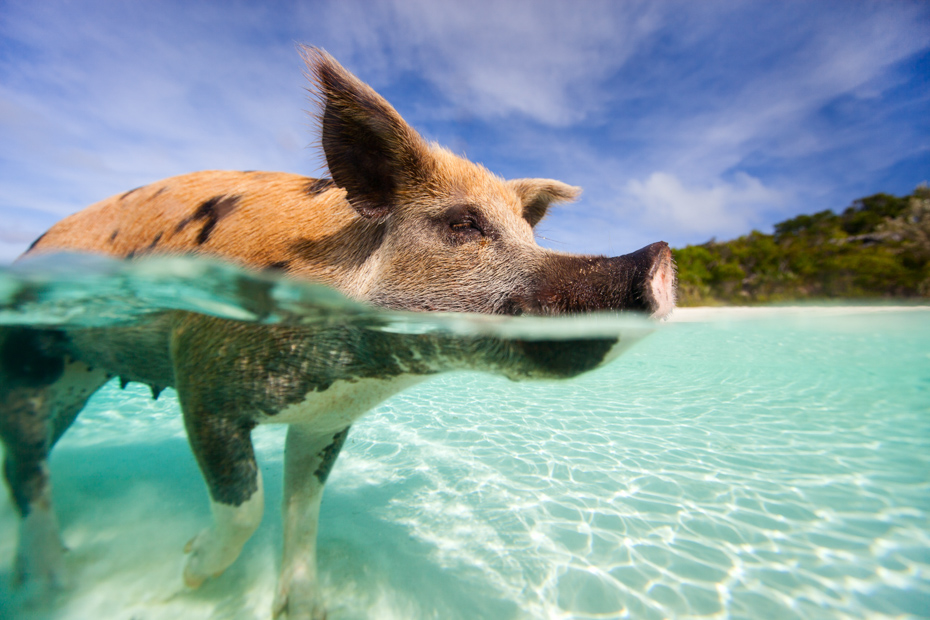 Swimming pig in a water at beach on Exuma Bahamas. One day cruise to Bahamas from Miami is a great Florida attraction. Day Trips from Miami are very common. Miami day trips to the Bahamas and Day cruise Miami to Bahamas Air Tours are the perfect way. Take day cruises from Miami or a trip from Miami to Bahamas.