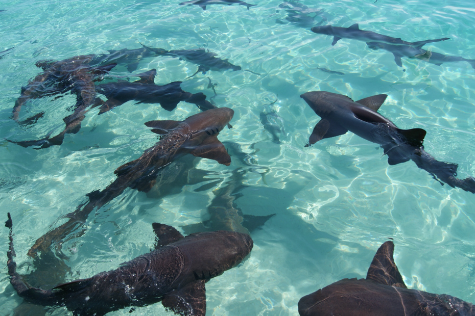Nurse and reef sharks in the turquoise crystal clear waters of the Exumas, Bahamas. One day cruise to Bahamas from Miami is a great Florida attraction. Day Trips from Miami are very common. Miami day trips to the Bahamas and Day cruise Miami to Bahamas Air Tours are the perfect way. Take day cruises from Miami or a trip from Miami to Bahamas.