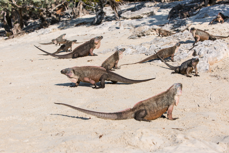 Endangered species of iguana live only on Exuma island, Bahamas. One day cruise to Bahamas from Miami is a great Florida attraction. Day Trips from Miami are very common. Miami day trips to the Bahamas and Day cruise Miami to Bahamas Air Tours are the perfect way. Take day cruises from Miami or a trip from Miami to Bahamas.