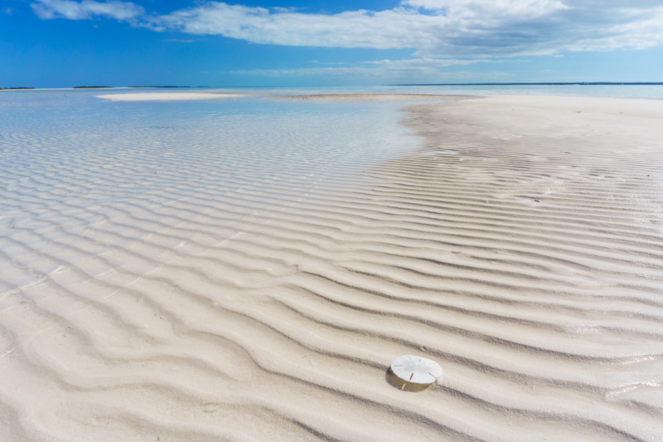 Powell Cay, Abaco, Bahamas - a bright white sand dollar sits on a rippled sandbar in the Sea of Abaco. Join the Staniel Cay Tours on any of the many Staniel Cay Day Trips from Miami. There are also Staniel Cay Day tour from Florida and tours to Staniel Cay by flight.