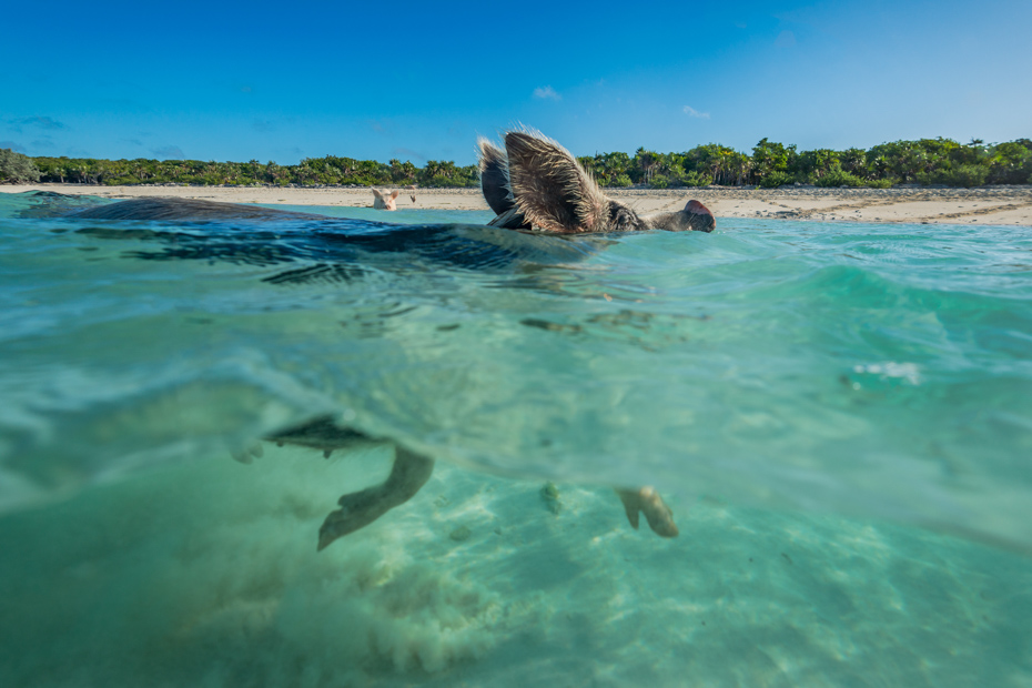 Nassau Shore Excursions Swimming Pigs are the best excursions in Nassau from your Cruise to the Exuma Pigs at Staniel Cay