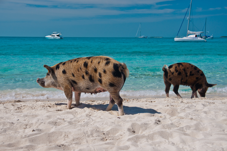 Pig Beach Bahamas on Big Major Cay Island in The Bahamas, lounging and walking on pig island close to Staniel Cay