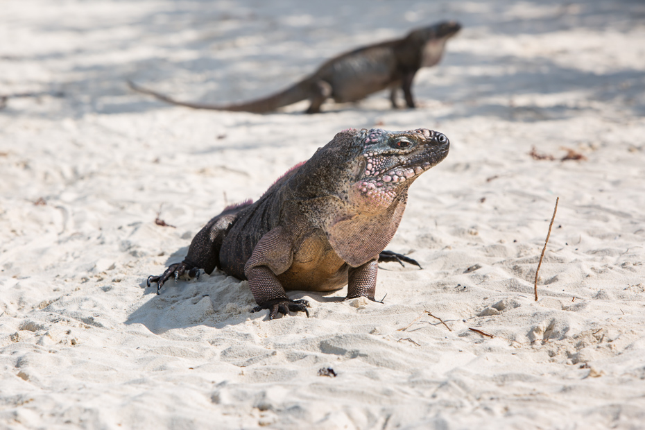 Endangered species of iguana live only on Exuma island, Bahamas. Join the Staniel Cay Tours on any of the many Staniel Cay Day Trips from Miami.