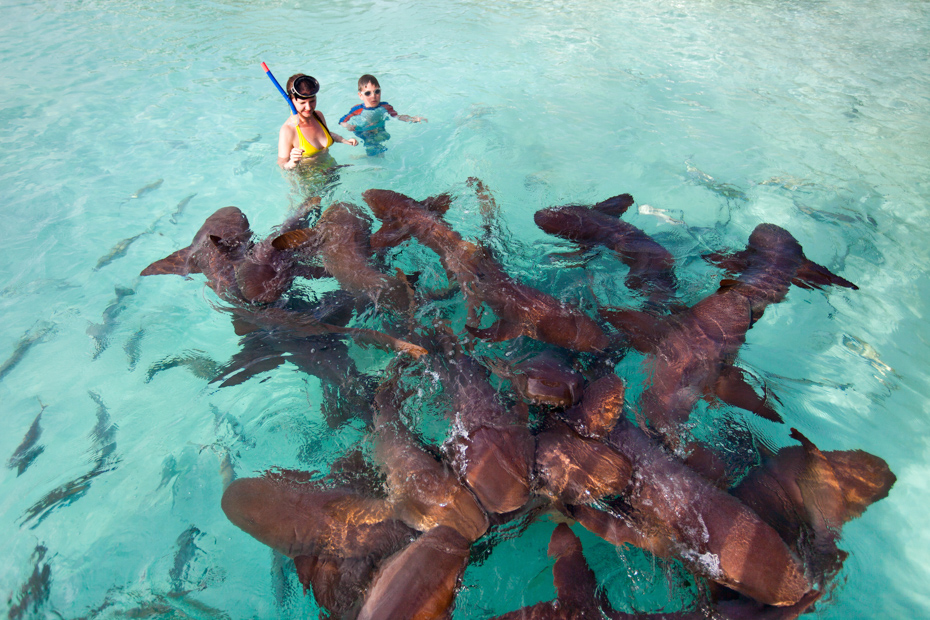 Mother and son swimming with nurse sharks. Join the Staniel Cay Tours.