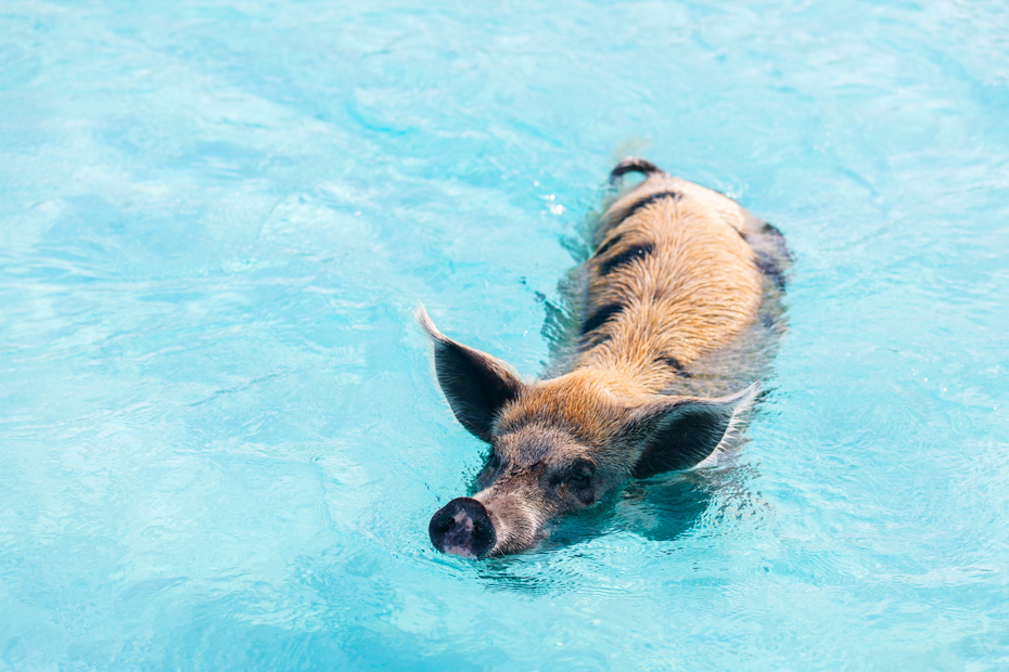 Swimming Pigs Exuma at Pig Island Bahamas, visit the famous Pig Beach on a Staniel Cay Day Trip from Nassau