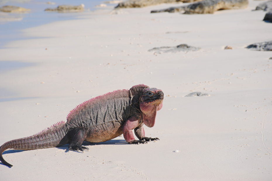 Check out the Bahamian lizards on any number of Exuma excursions. There are also many Exuma pigs excursion but the best are with Bahamas Air Tours on Nassau excursions.