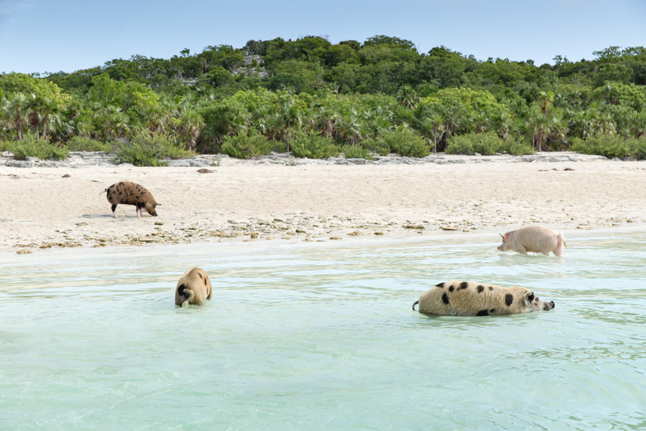 Pig Beach is a Nassau Bahamas excursions worth doing. It puts you up close to these cute animals on Pig Beach and is one of the top things to do in Bahamas activities.