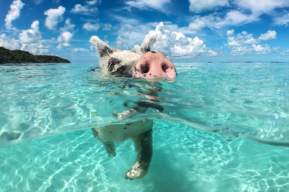 See the Bahamas swimming pigs of Big Major Cay. While staying at Staniel Cay accommodation on a Bahamas Beach, check out the swimming pigs Bahamas at Pig Island.