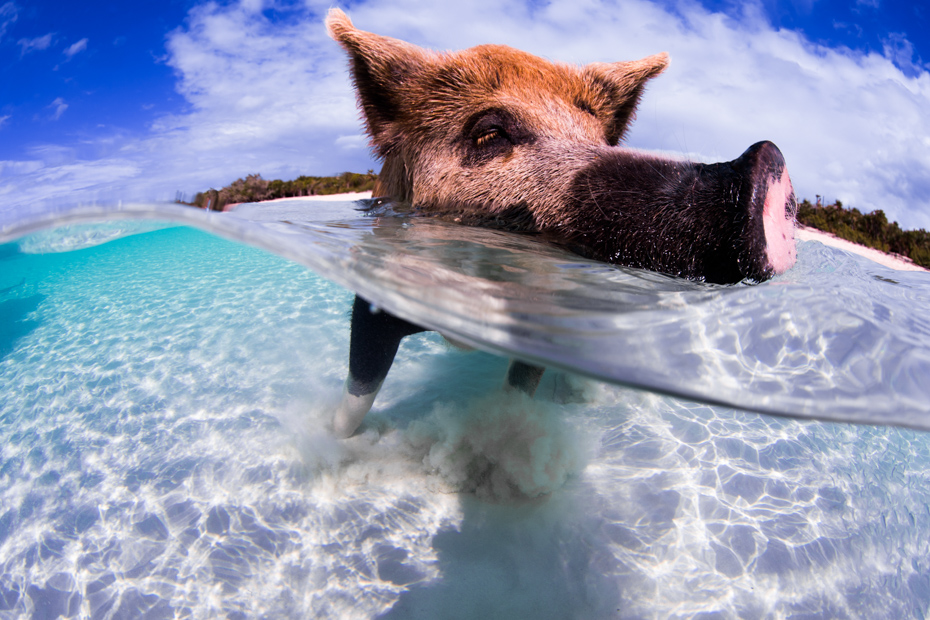 The best time to visit Bahamas is tomorrow. Take a Bahamas vacation with Bahamas Air Tours today.