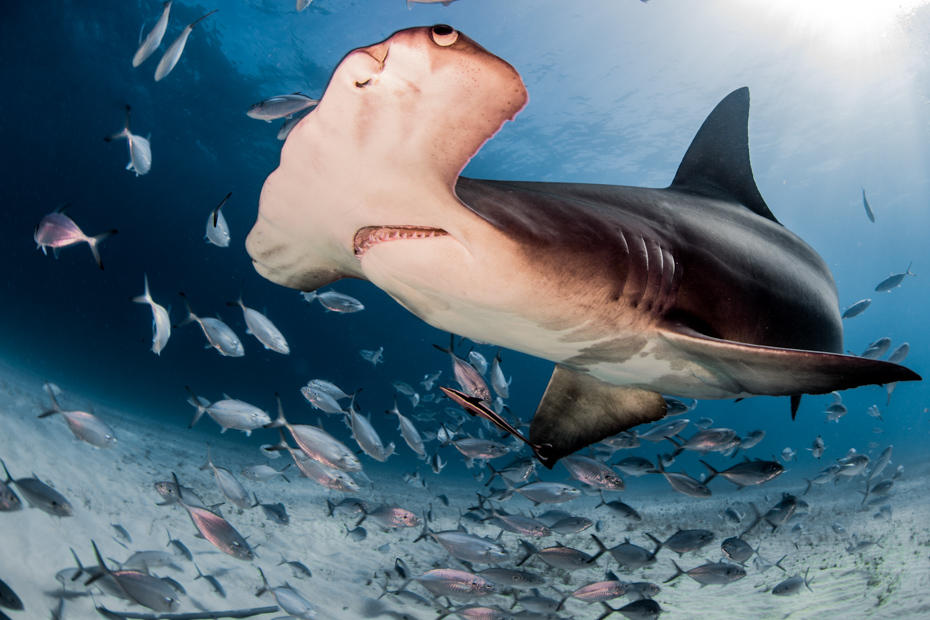 Go diving in Bimini to see excellent marine life. On your Bimini cruise with Bahamas Air Tours, you will see Bimini Bahamas at its best. Find out Where is Bimini before leaving.
