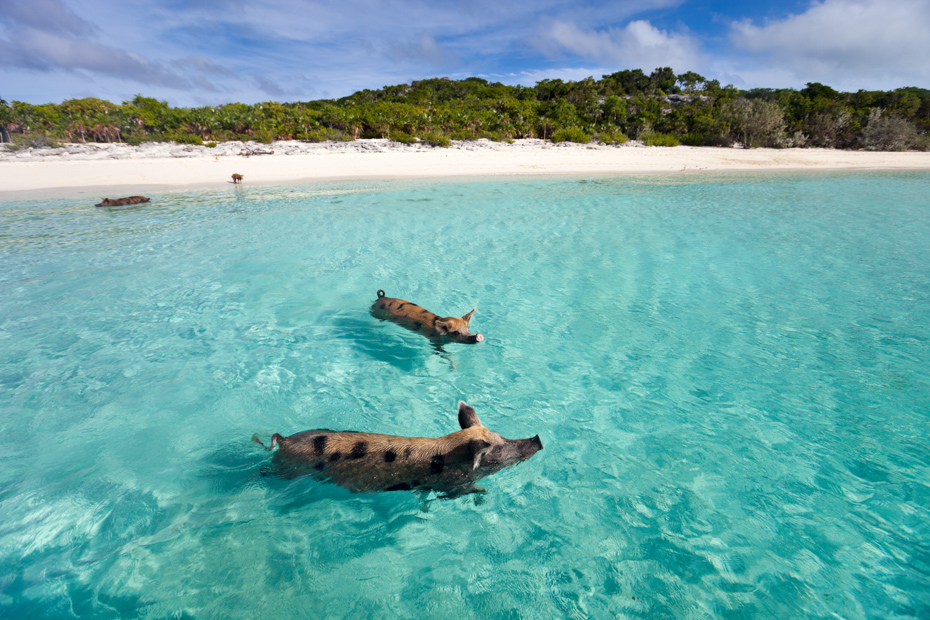 Swimming pigs of the Bahamas in the Out Islands of the Exumas. Take a trip to Bahamas with Bahamas Air Tours for your Bahamas holidays. Flights to Bahamas has never been nicer.