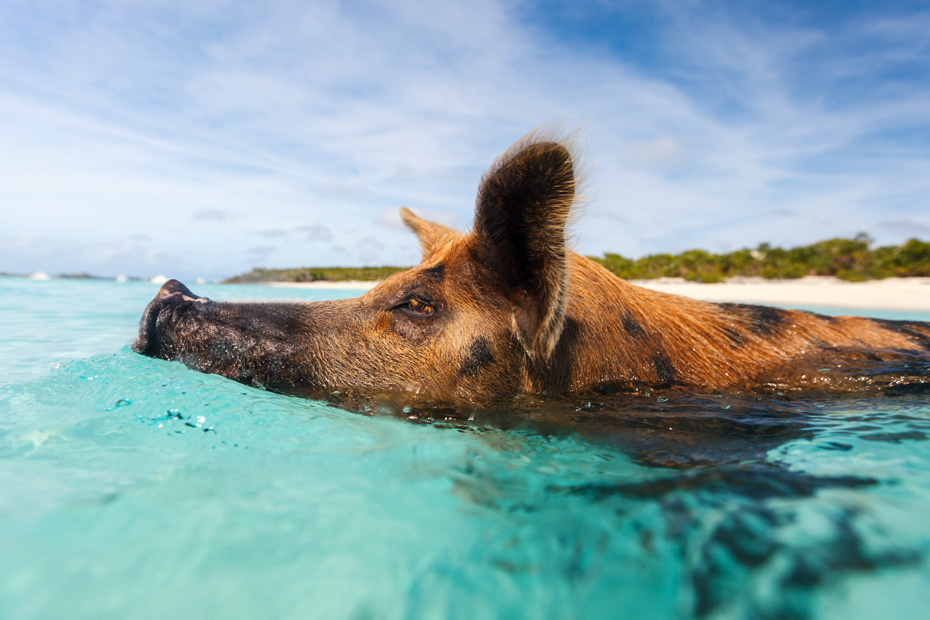 Vacationing in Bahamas is a dream. There are many Bahamas activities all over the islands. Hop on Bahamas Air Charters to Swimming Pigs tours and the Exuma pigs.