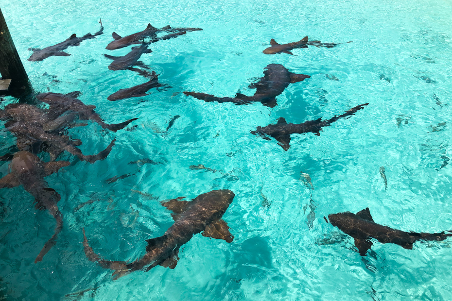 Go swimming with sharks on a Staniel Cay Bahamas day tour. These reef sharks are harmless.