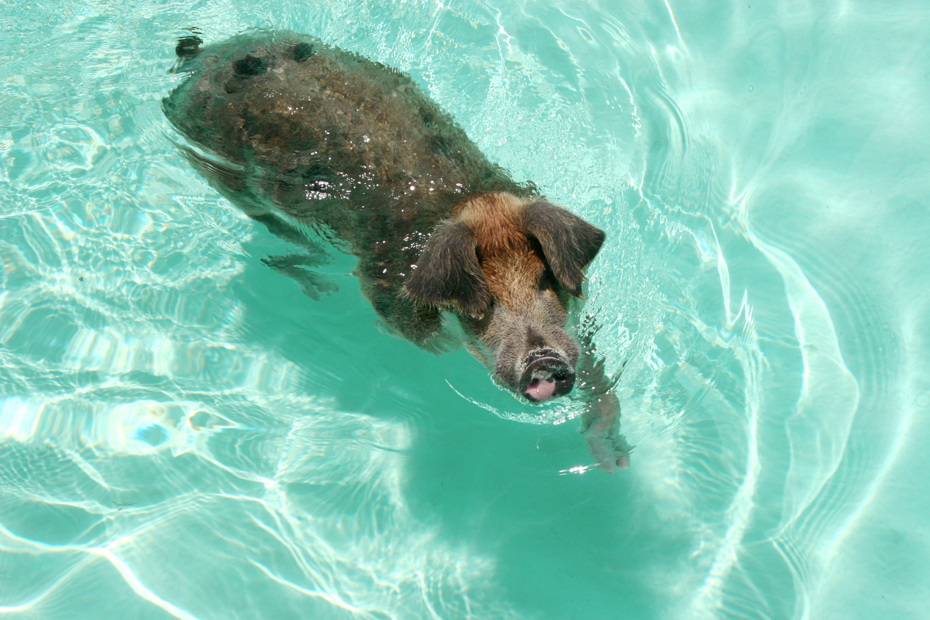 Did you know pigs can swim? After a swimming pigs tour Bahamas, you will learn a lot about how the Exuma pigs got to Pig Island (Big Major Cay) at Pig Beach.