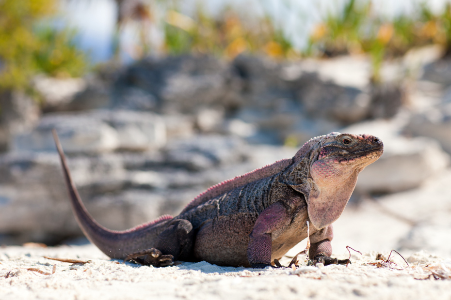 A Northern Bahamian Rock Iguana which is endangered. Go to Little Guana Cay and all the other things to do in Staniel Cay Exuma day trips.