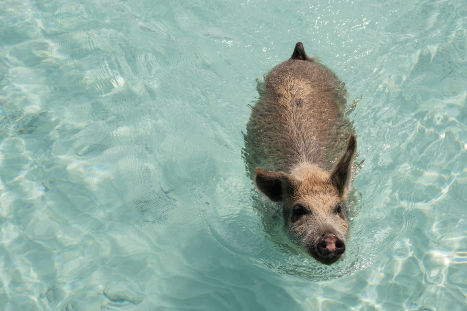 An Exuma pig waits for its daily feed. To feed the Bahamas swimming pigs, take a day trip to Bahamas Pig Beach.
