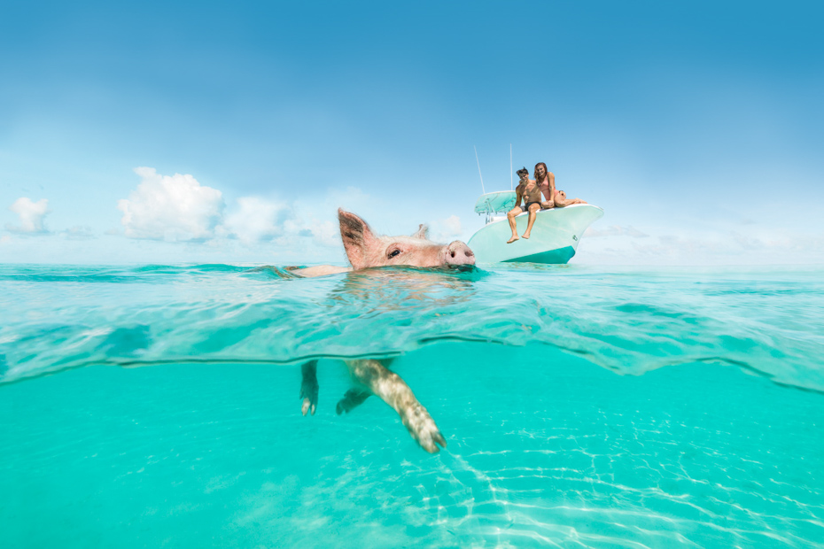 Exuma pigs swim through crystal clear water. On day trips from Nassau to Exuma.
