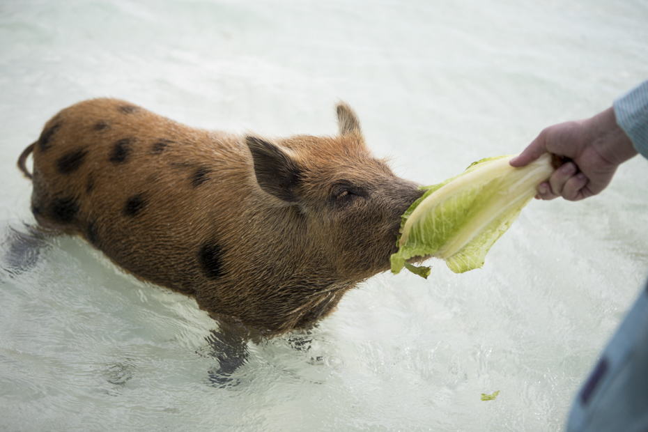 Feeding a Bahamas pig on Pigs Island. Pig Beach Bahamas tour at Big Major Cay in the Exuma Cays.