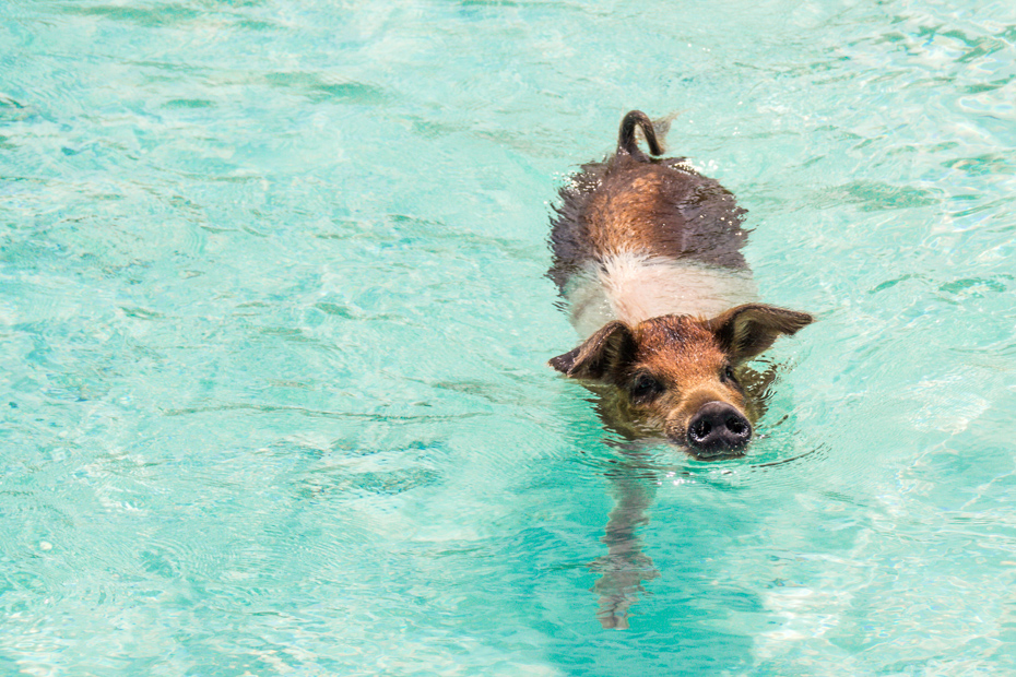 Learn proper Bahamas swimming pigs etiquette before your trip to Bahamas. There are counteless things to do in the Bahamas Pig Beach.