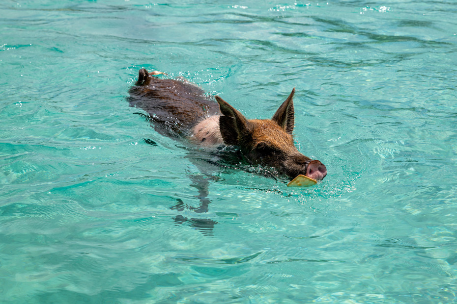 Nassau Bahamas Pig Beach tours to the Swimming Pigs island, Big Major Cay in exumas are the best Nassau Day Trips. Fly to Pig Beach and go swimming with Pigs on a Bahamas Air Tour.