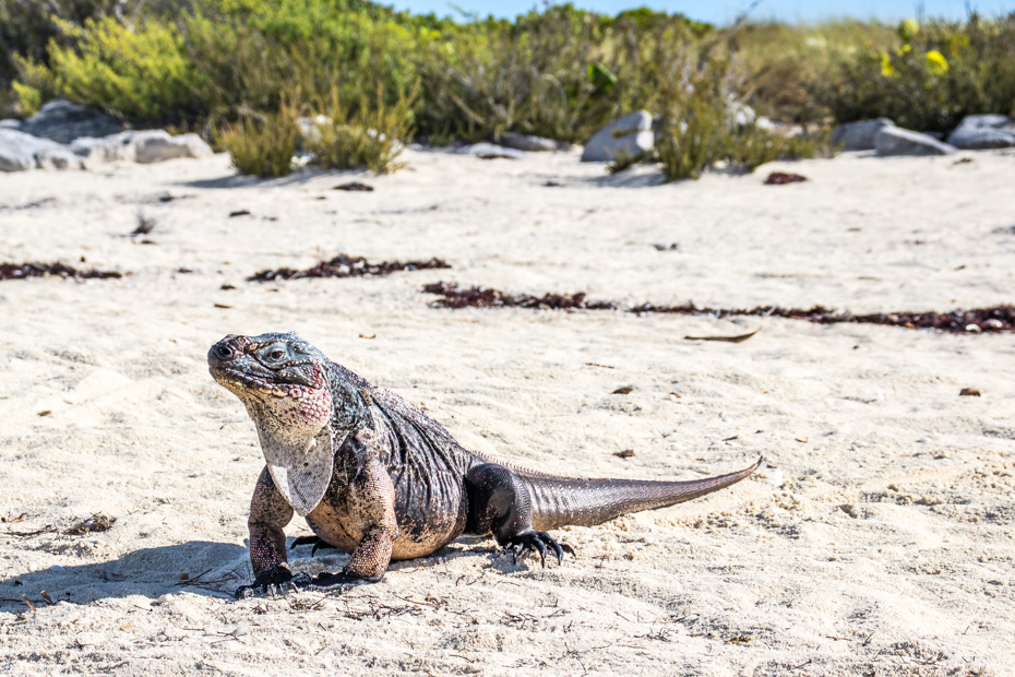 Nassau Day Trips to Exuma visit Bitter Guana Cay, a small island close to Staniel Cay, home to endangered Bahamian Rock Iguanas. Exuma Tours from Nassau Airport are operated by Bahamas Air Tours.