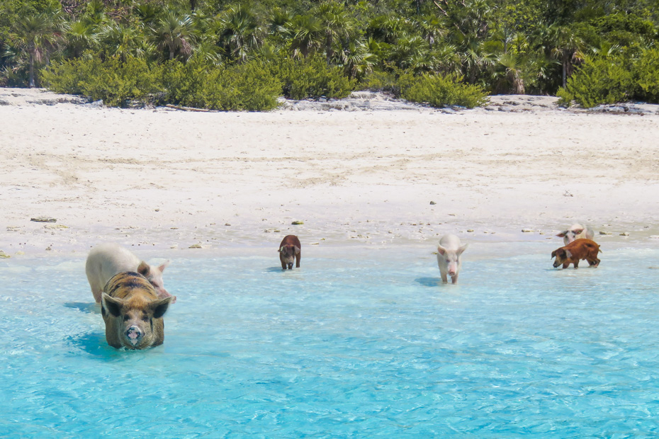 Swimming Pigs Island Bahamas in Exuma. Take a day trip from Nassau to Exuma or Miami to Staniel Cay and visit the famous Swimming Pigs Island and Pig Beach Bahamas