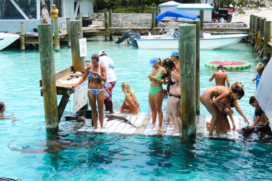 Swimming with Sharks Bahamas at Compass Cay Marina, home to the Exuma Sharks, and experience of swimming with Nurse Sharks in the Bahamas Exuma Cays.
