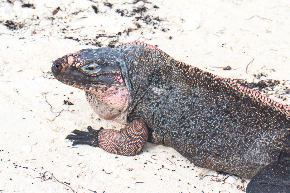 Exuma tours from Nassau Bahamas to the Bahamian Rock Iguanas at Bitter Guana Cay island, is very close to Staniel Cay in Exuma