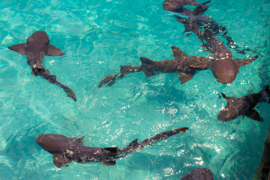Getting to Exuma Sharks at Compass Cay in Exuma Bahamas. The nurse sharks are pet sharks that live at Compass Cay, a small island close to Staniel Cay and the exuma pig beach which is home to the swimming pigs.