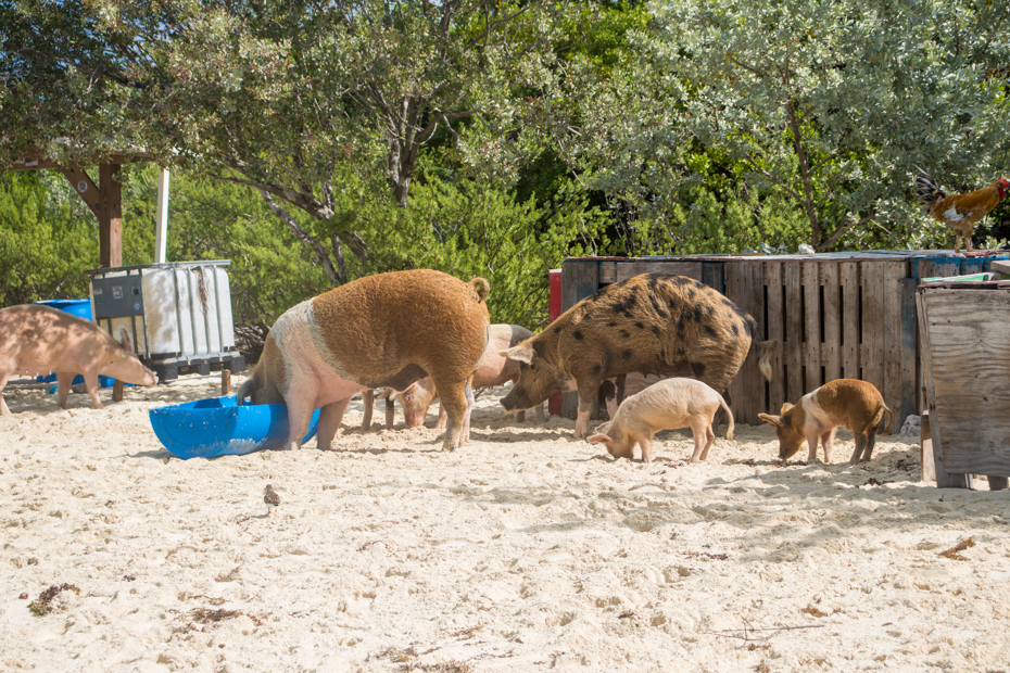 Big Major Cay, Bahamas swimming pigs. Get cozy with the pigs in the Bahamas at Pig Island on Pig Beach.