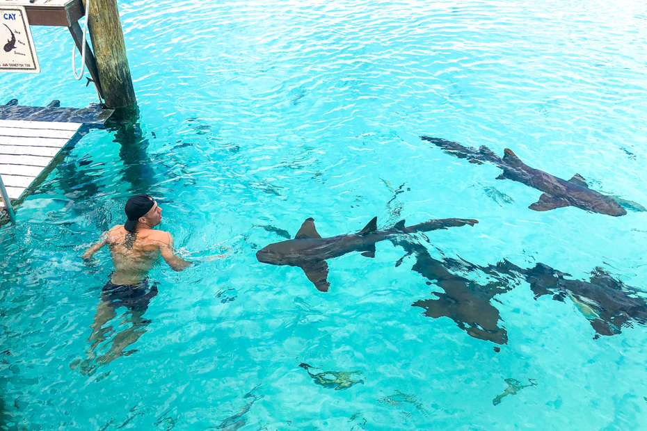 Swim with sharks at Compass Cay! Your Exuma tours from Nassau highlights are out of this world. A day cruise to Bahamas is for everyone!