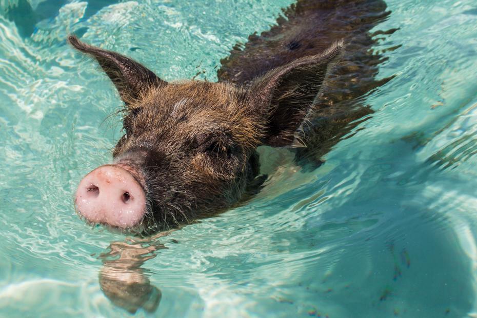 Go on a swimming with pigs tour of Pig Island in the Out Islands! Exuma day trips are available on any Bahamas vacation.
