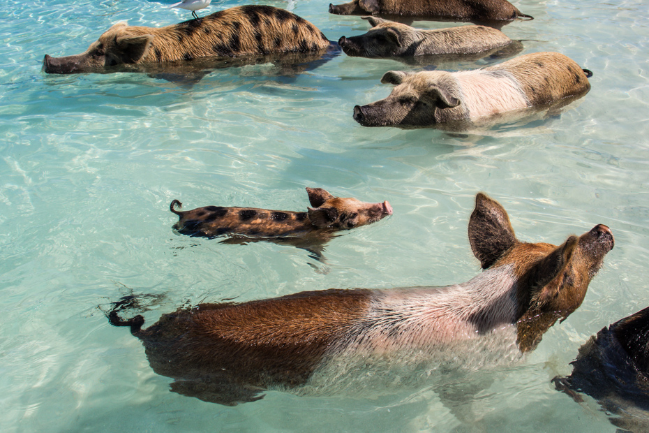 Take our Pig Island tours from Nassau to be with the Exuma pigs! A one day cruise to Bahamas is made possible exclusively with Bahamas Air Tours.