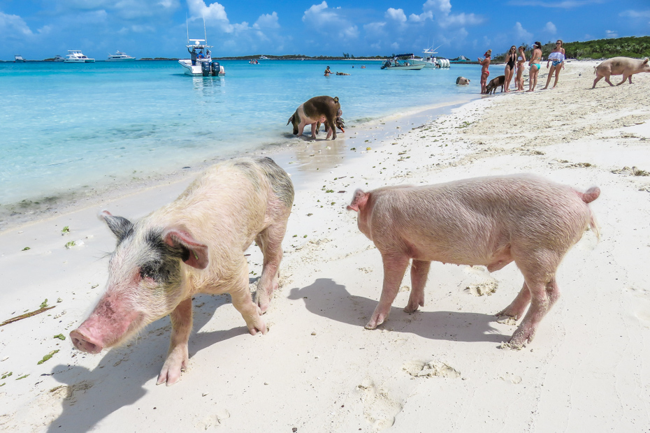best beaches in nassau for cruisers: Pig Beach , Big Major Cay in the Exuma Cays. Take a Nassau to Exuma Day Trip with Bahamas Air Tours