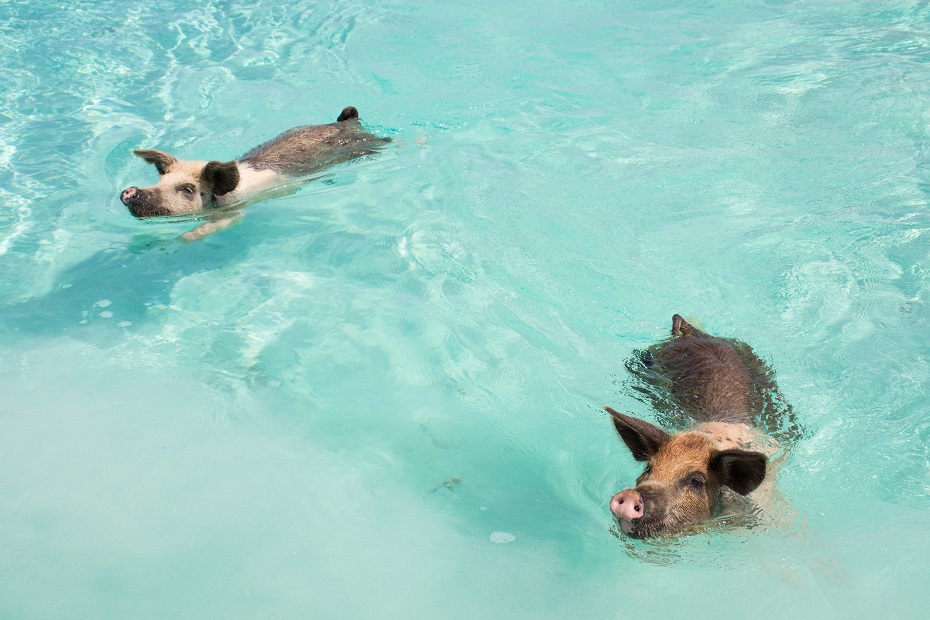 Go swimming with pigs on Pig Beach! There are plenty of things to do in Nassau Bahamas but what about a Bahamas day trip to Exuma Cays