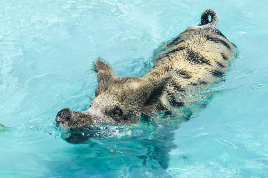 Day Trips from Nassau Bahamas to Pig BEach Exuma. Visit the Bahamas Swimming Pigs at Pig Island (Bitter Guana Cay) close to Staniel Cay in the Bahamas Exumas. The Nassau Swimming Pigs Exuma tours from Nassau by plane are the best way to visit the Exuma Pigs.